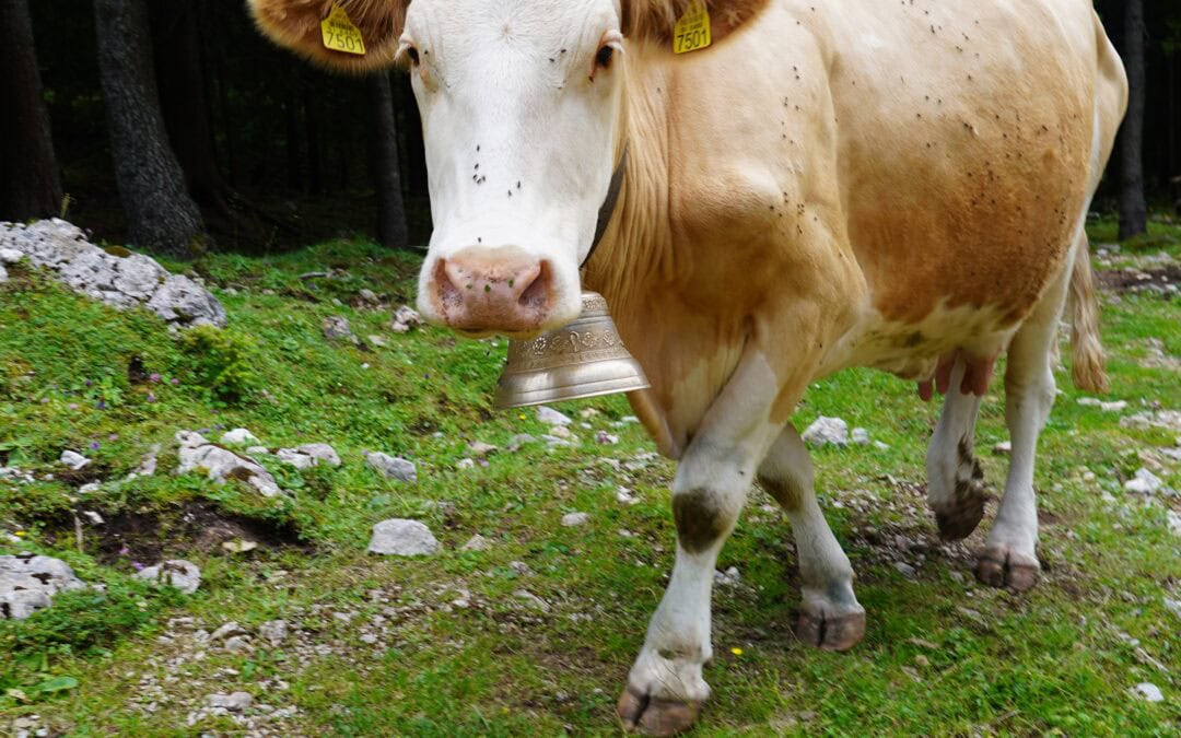 Delavnica o samopodobi in pohod na Dolgo njivo