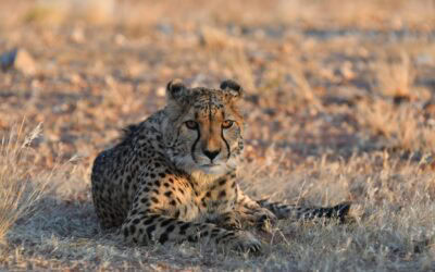 Namibija in Južna Afrika